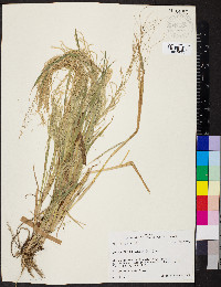 Diplachne fusca subsp. fascicularis image