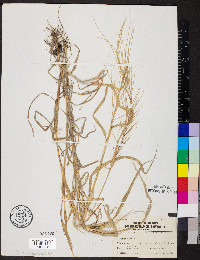 Leptochloa panicea image