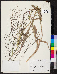 Leptochloa panicea image