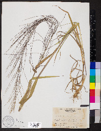 Leptochloa panicea subsp. brachiata image