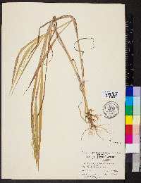 Leptochloa panicea image