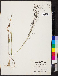 Leptochloa panicea image