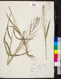 Leptochloa panicea image