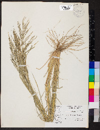 Diplachne fusca subsp. uninervia image