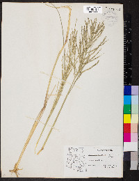 Diplachne fusca image