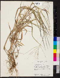 Leptochloa virgata image