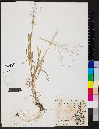 Digitaria cognata image