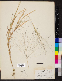 Digitaria cognata image