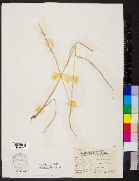 Lolium perenne subsp. multiflorum image