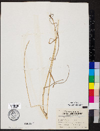 Lolium perenne subsp. multiflorum image