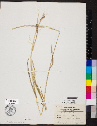 Lolium perenne subsp. multiflorum image