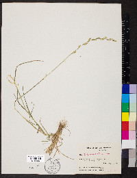 Lolium perenne subsp. multiflorum image