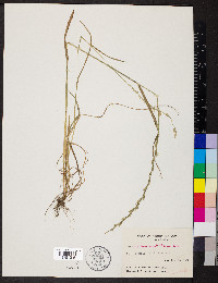 Lolium perenne subsp. multiflorum image