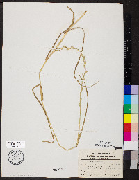 Lolium perenne subsp. multiflorum image