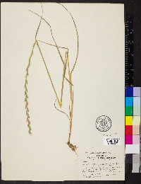 Lolium perenne subsp. multiflorum image