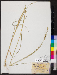 Lolium perenne subsp. multiflorum image