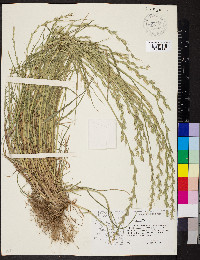 Lolium perenne subsp. multiflorum image