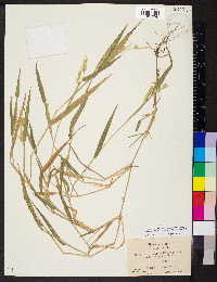 Eriochloa villosa image