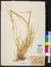 Eriochloa contracta image