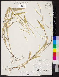 Urochloa platyphylla image