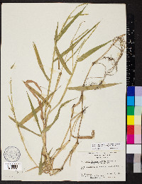 Urochloa platyphylla image