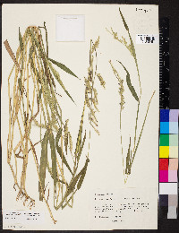 Eriochloa villosa image