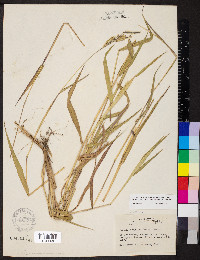 Eriochloa villosa image