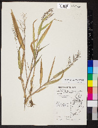 Urochloa fusca image