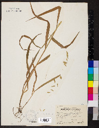 Melica nitens image