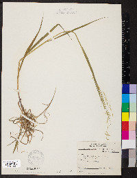 Melica nitens image