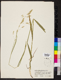 Melica nitens image