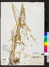 Melica nitens image