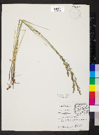 Melica spectabilis image