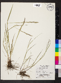 Melica bulbosa image