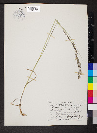 Melica spectabilis image