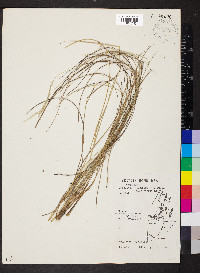 Mesosetum filifolium image