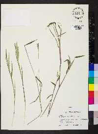 Microstegium vimineum image