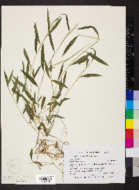 Microstegium vimineum image