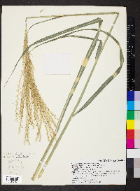 Miscanthus sinensis image