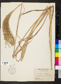 Miscanthus sinensis image