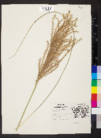 Miscanthus sinensis image