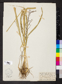 Molinia caerulea image