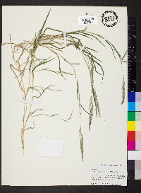 Muhlenbergia frondosa image