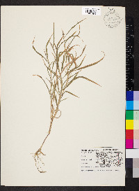 Muhlenbergia frondosa image