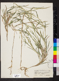 Muhlenbergia frondosa image