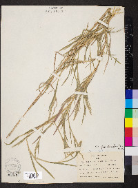 Muhlenbergia frondosa image