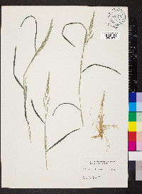 Muhlenbergia frondosa image