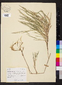 Muhlenbergia frondosa image