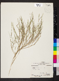 Muhlenbergia frondosa image