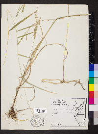 Muhlenbergia frondosa image